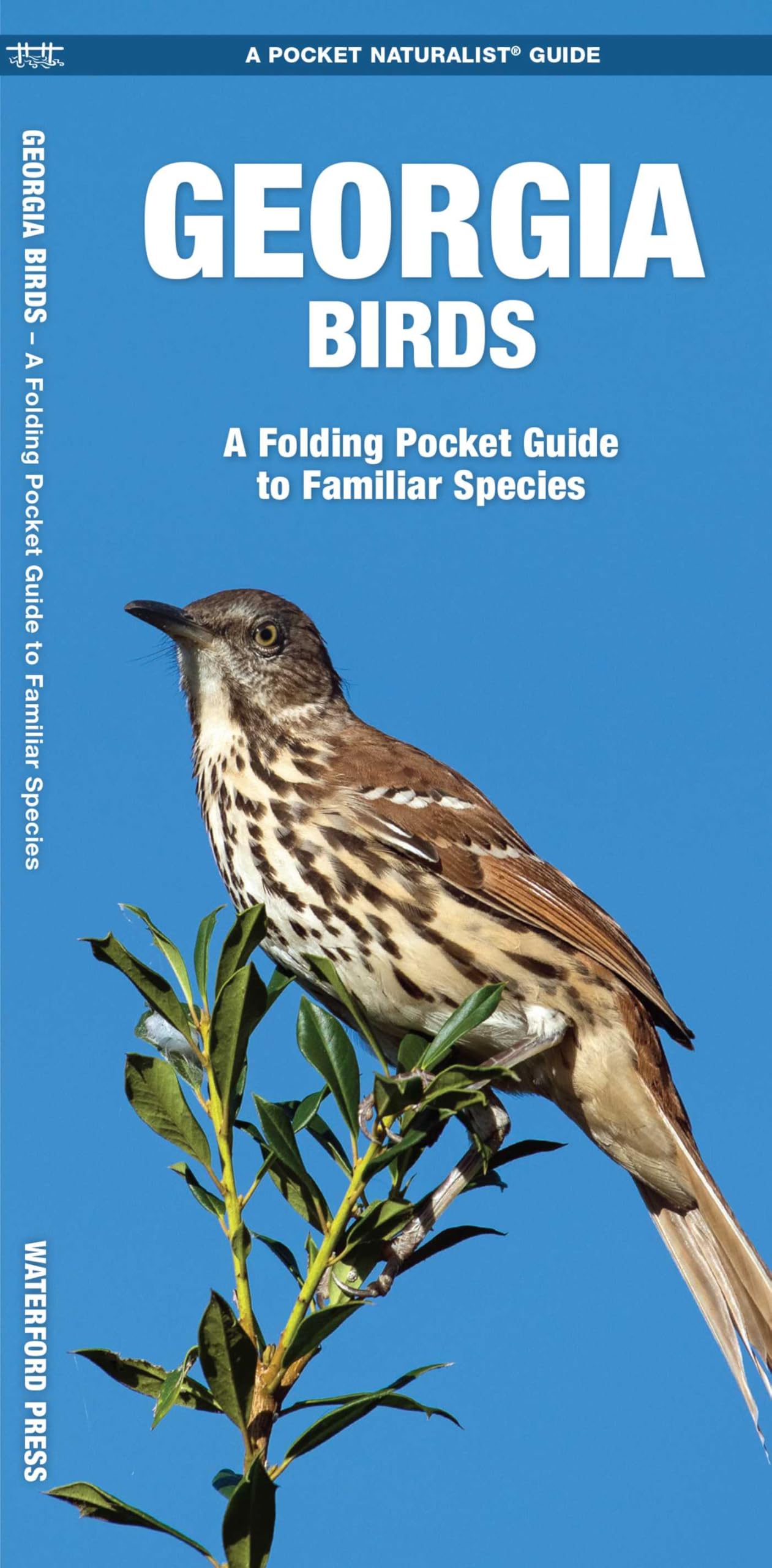 Georgia Birds: A Folding Pocket Guide to Familiar Species (Nature Observation North America)