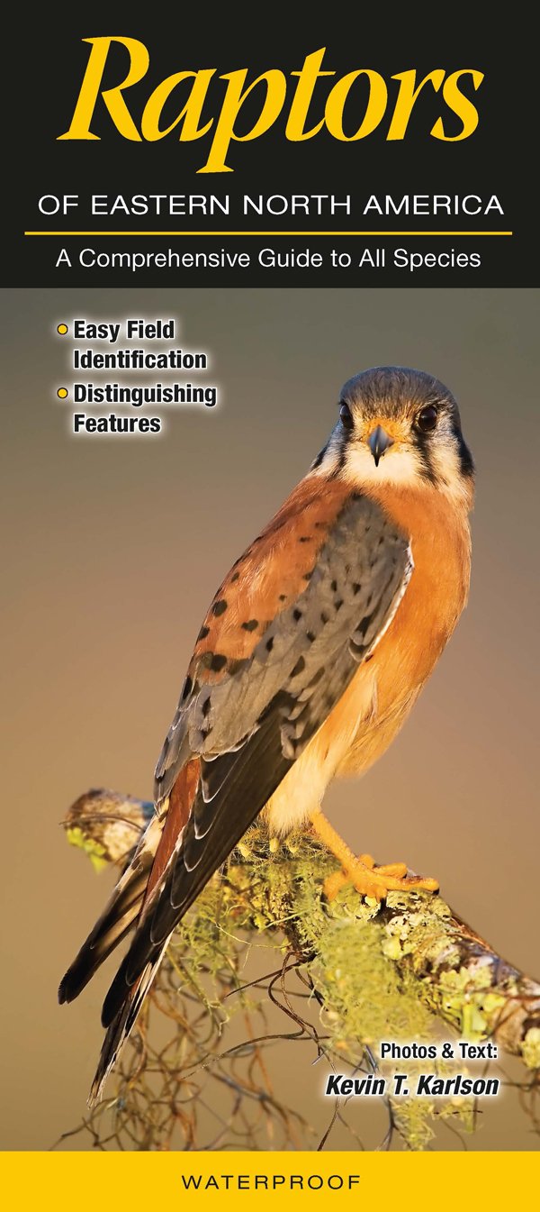 Raptors of Eastern North America: A Comprehensive Guide to All Species