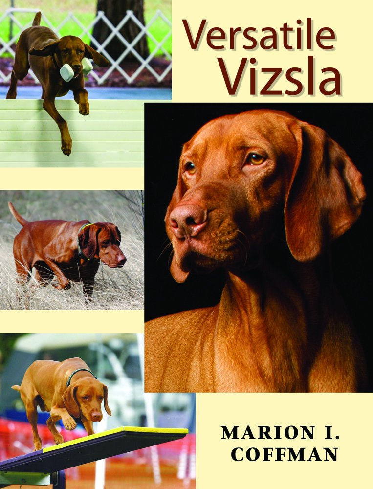 Versatile Vizsla