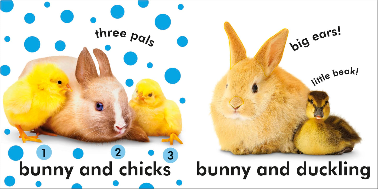 Baby Touch and Feel Bunny: An Interactive Spring Board Book