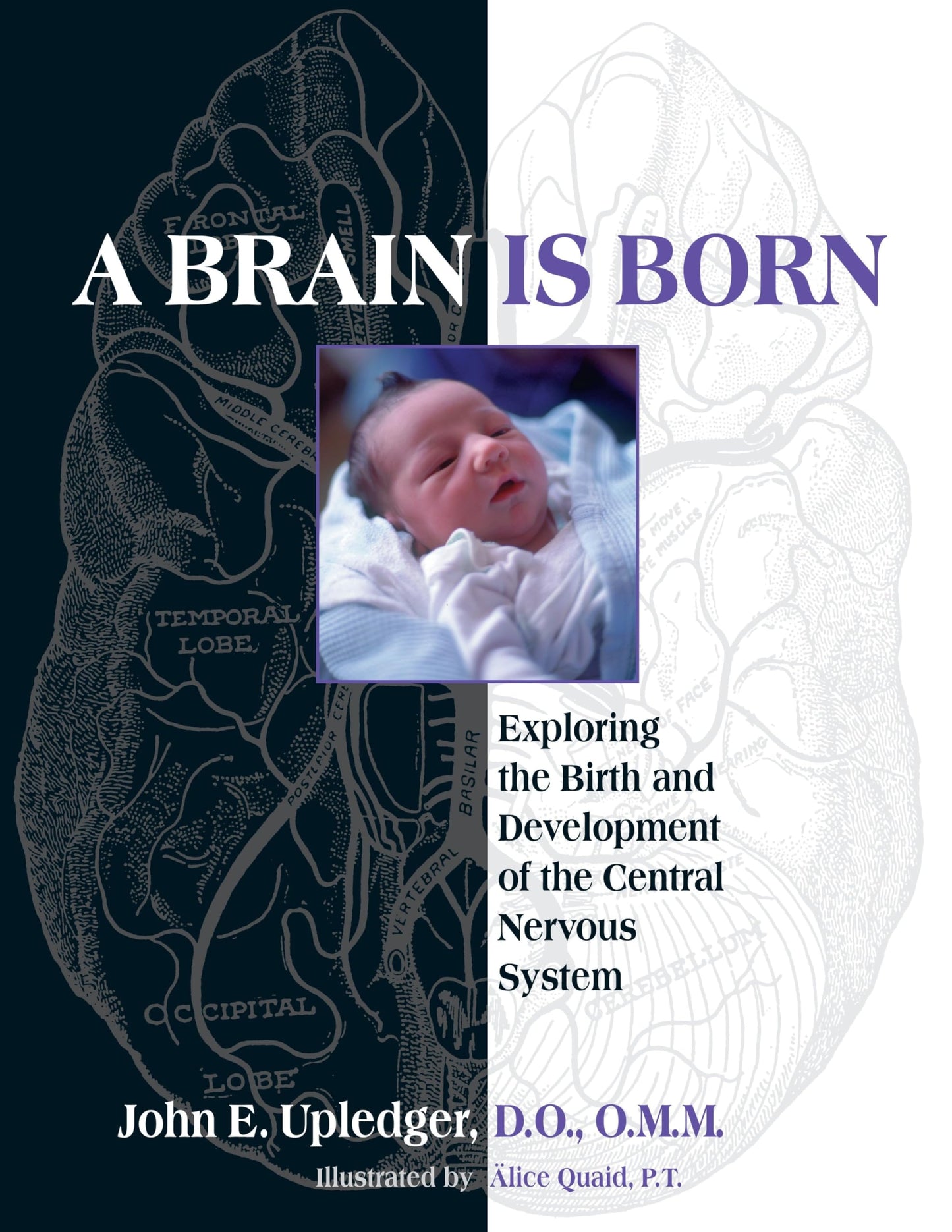 A Brain Is Born: Exploring the Birth and Development of the Central Nervous System