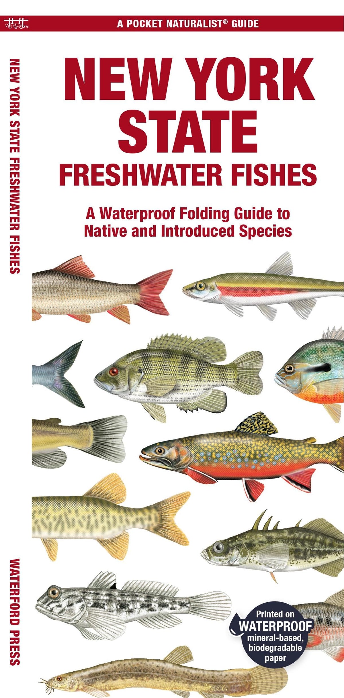 New York State Freshwater Fishes: A Folding Guide to Native and Introduced Species (Pocket Naturalist Guides)