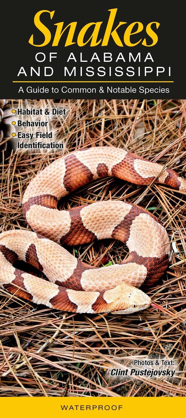 Snakes of Alabama and Mississippi (Guide to Common & Notable Species)