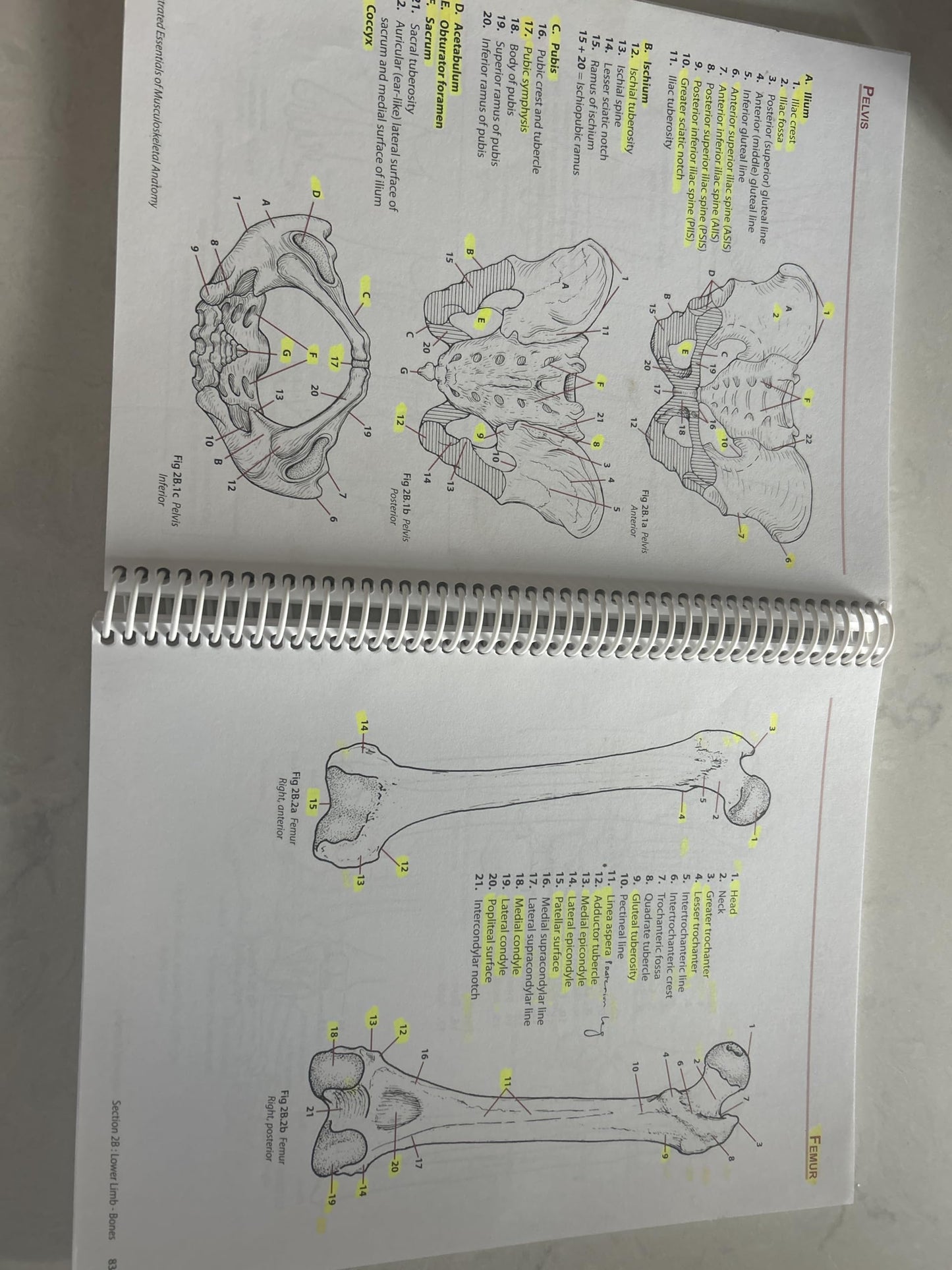 Illustated Essentials of Musculoskeletal Anatomy