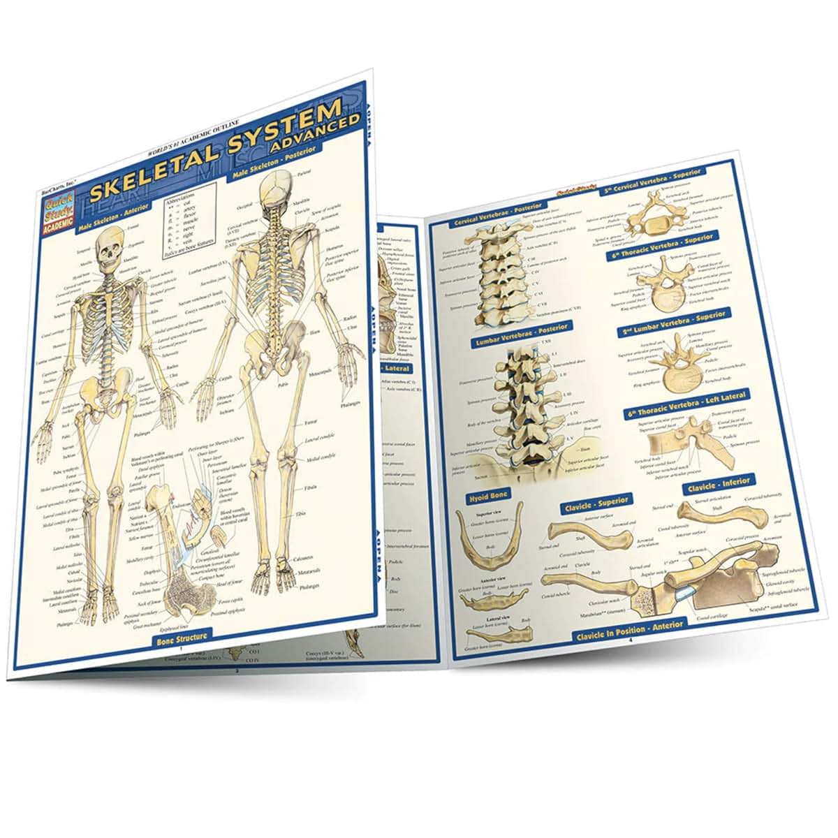 Skeletal System: Advanced (Quick Study Academic)