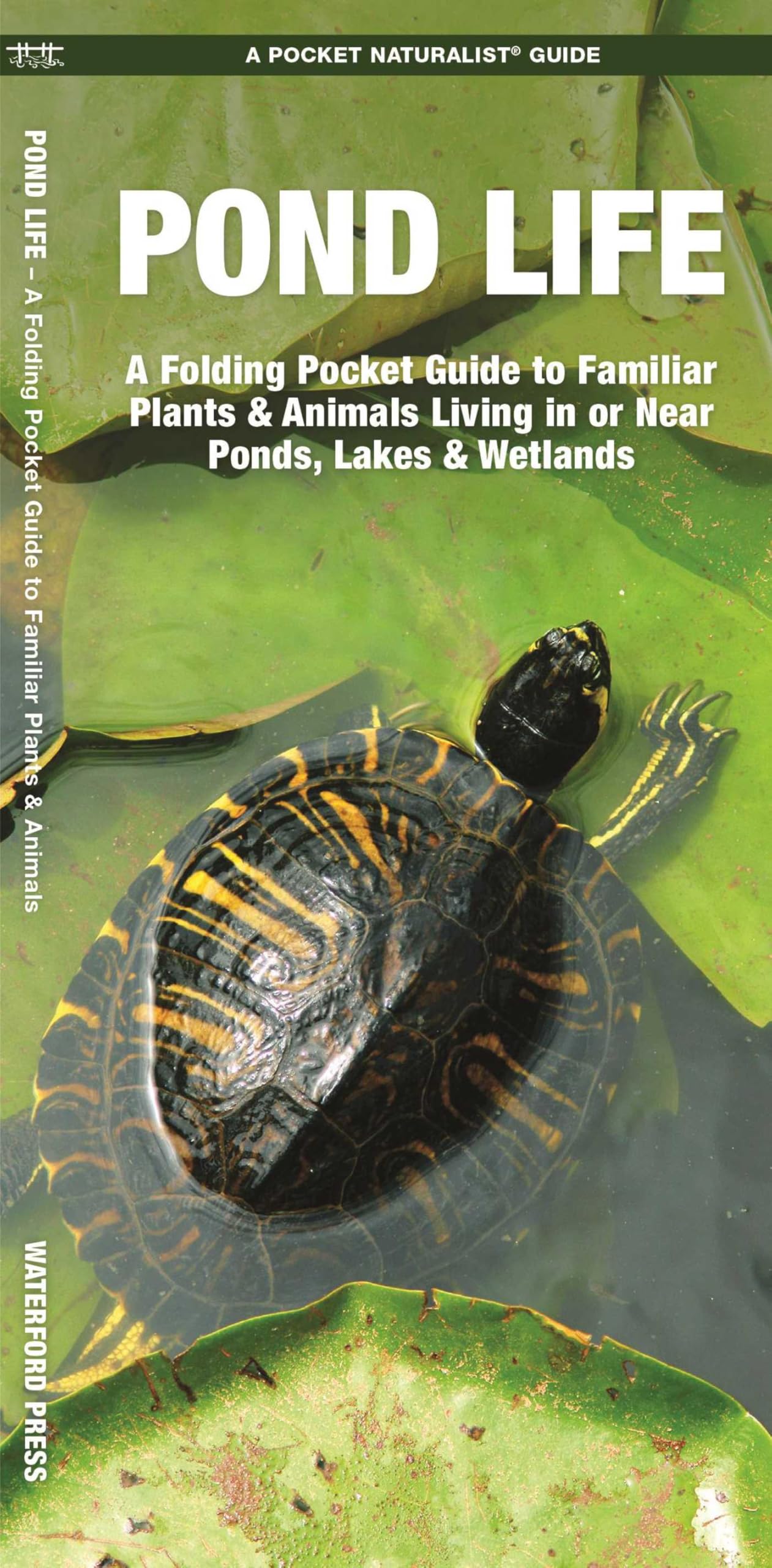 Pond Life, 2nd Ed: A Folding Pocket Guide to Familiar Plants & Animals Living in or Near Ponds, Lakes & Wetlands (Nature Observation North America)