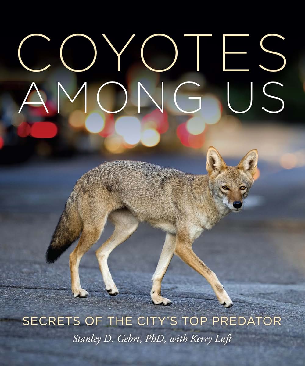 Coyotes Among Us: Secrets of the Citys Top Predator
