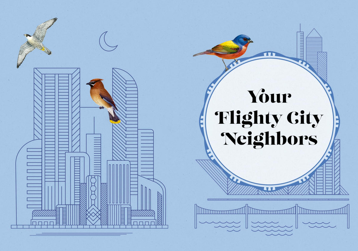 City Bird: Explore the Charming Metropolitan Melodies of Our Feathered Friends