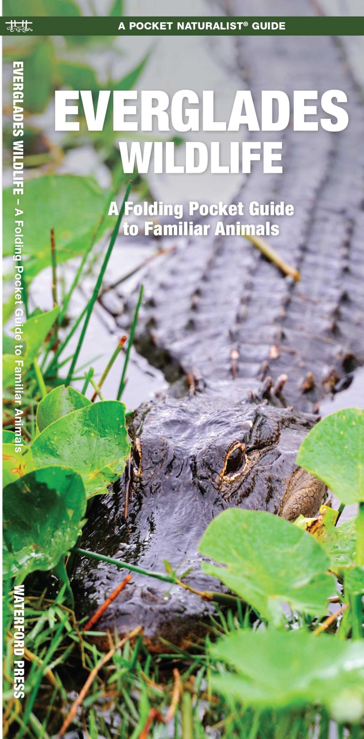 Everglades Wildlife: A Folding Pocket Guide to Familiar Animals (Nature Observation North America)