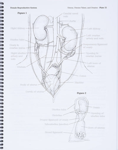 Dog Anatomy: A Coloring Atlas by Robert Kainer
