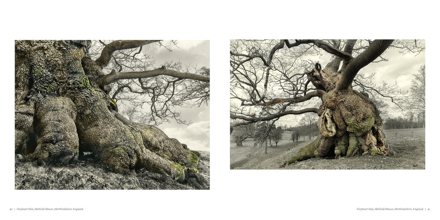 Oak: From Seed to Ancient Tree