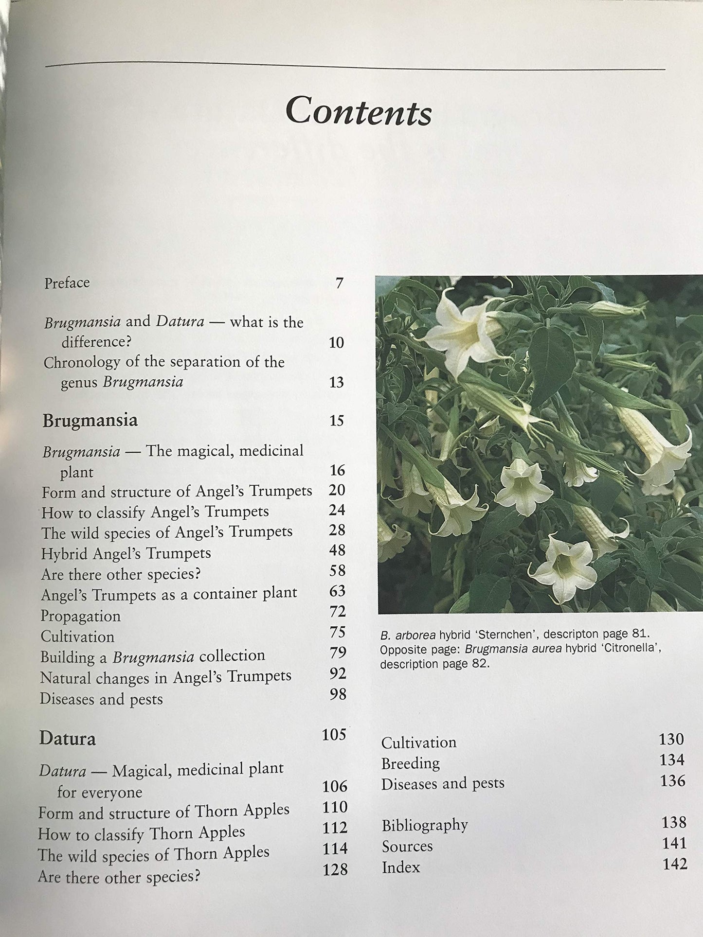 Brugmansia and Datura: Angel's Trumpets and Thorn Apples