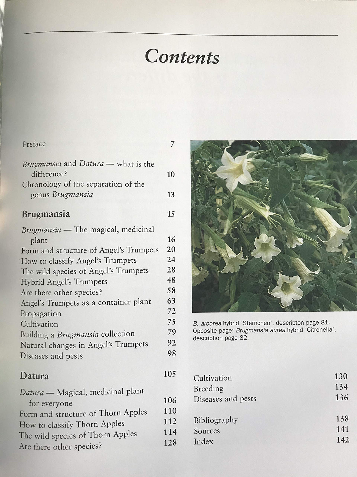 Brugmansia and Datura: Angel's Trumpets and Thorn Apples