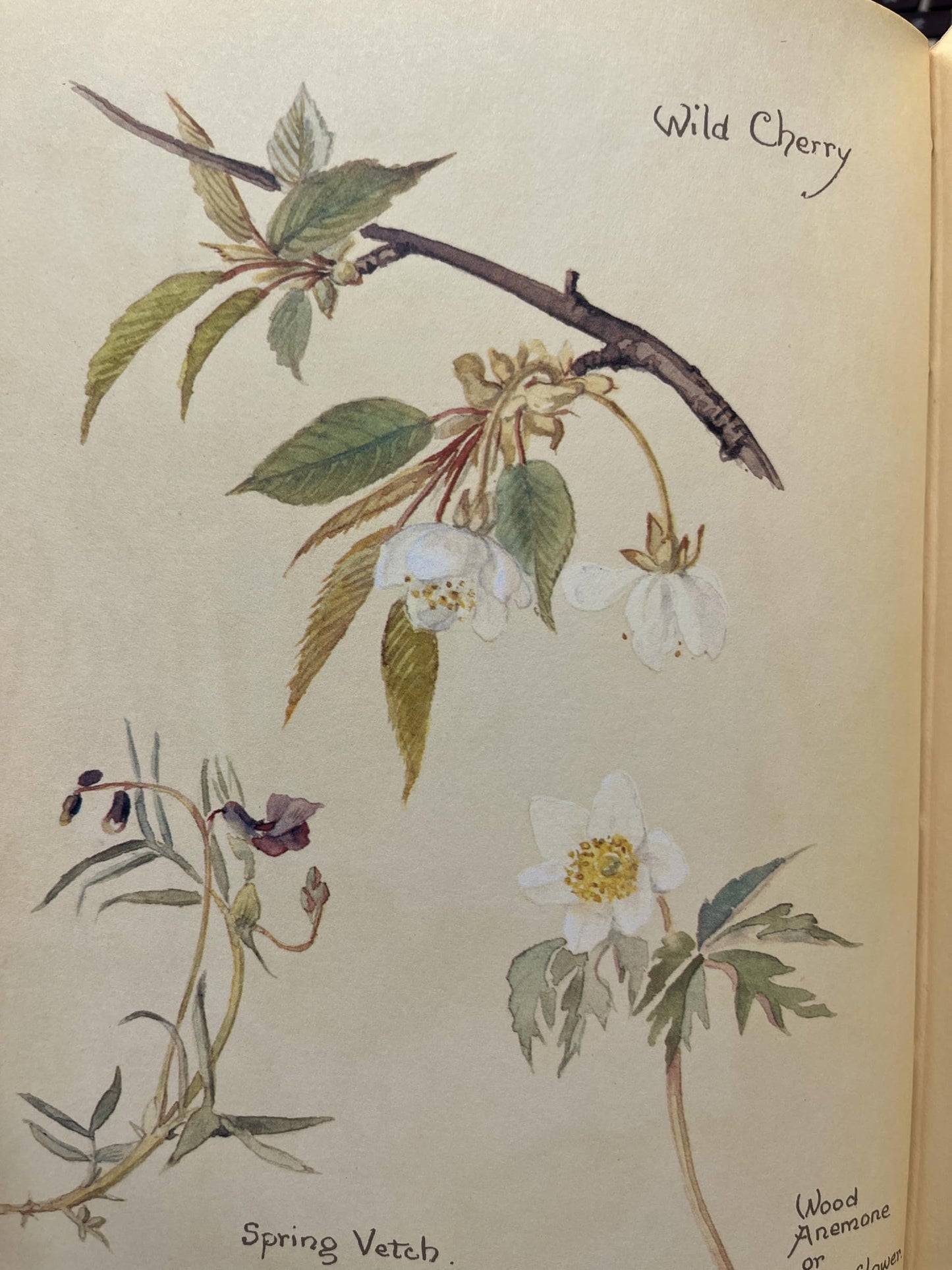 The Nature Notes of an Edwardian Lady