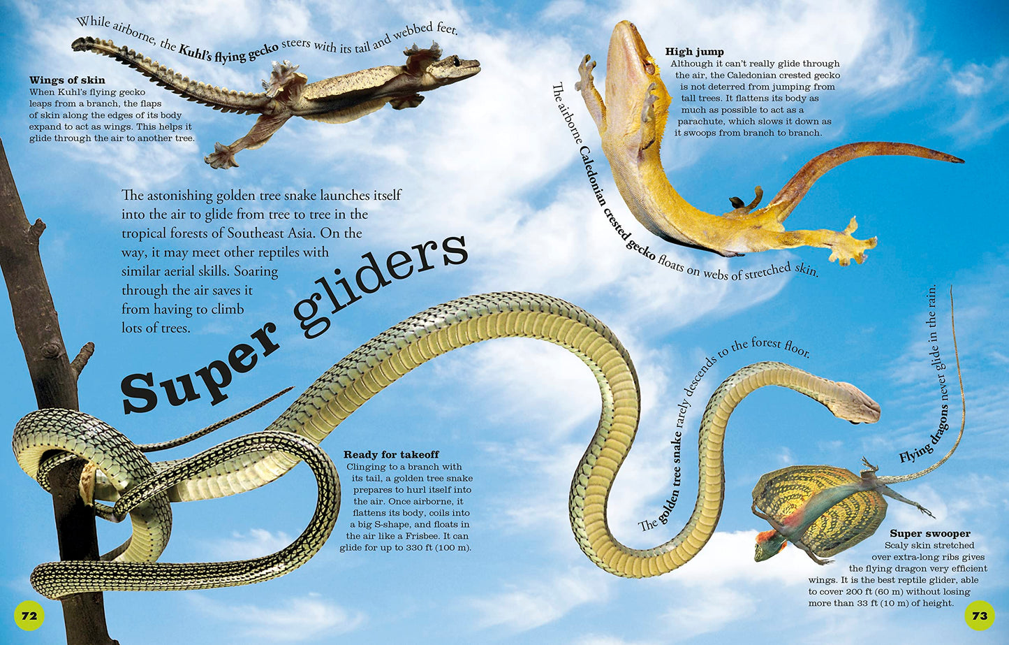 Everything You Need to Know About Snakes by DK