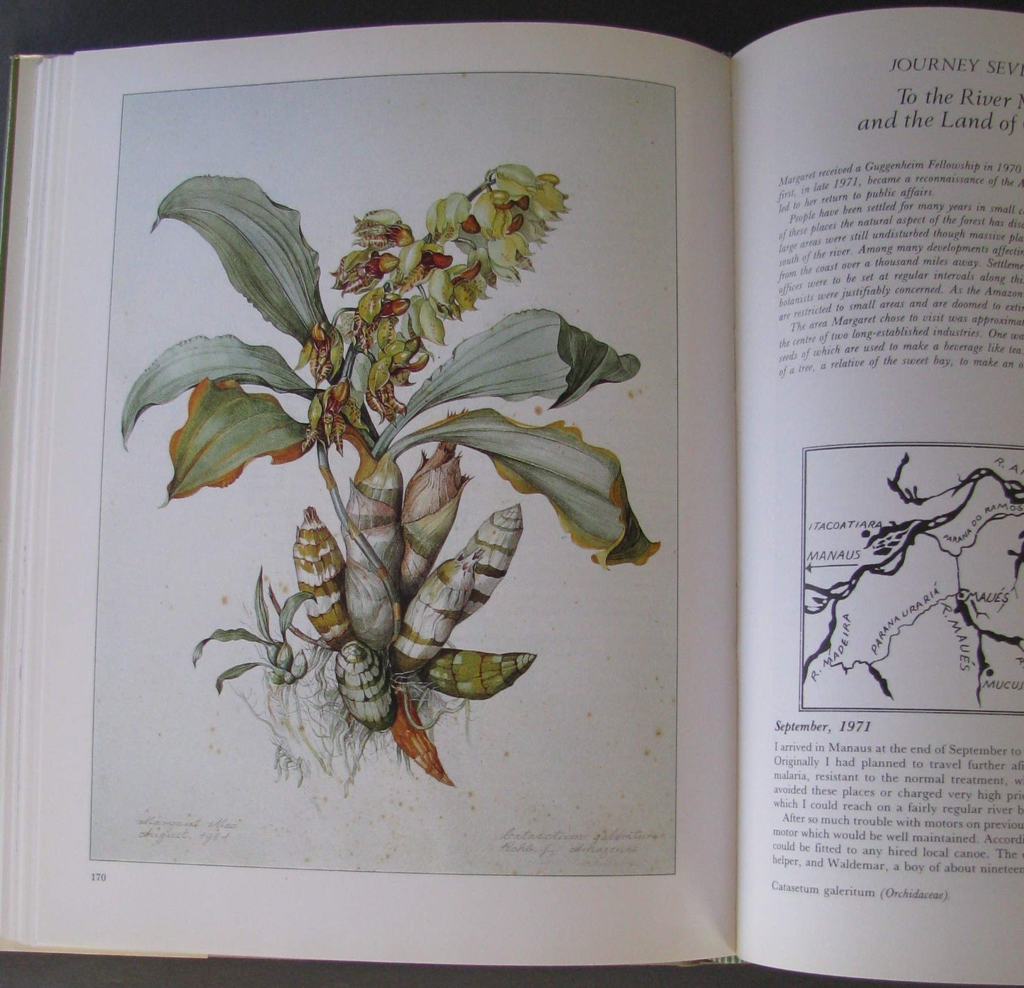 Margaret Mee In Search of Flowers of the Amazon Forests: Diaries of an English Artist Reveal the Beauty of the Vanishing Rainforest