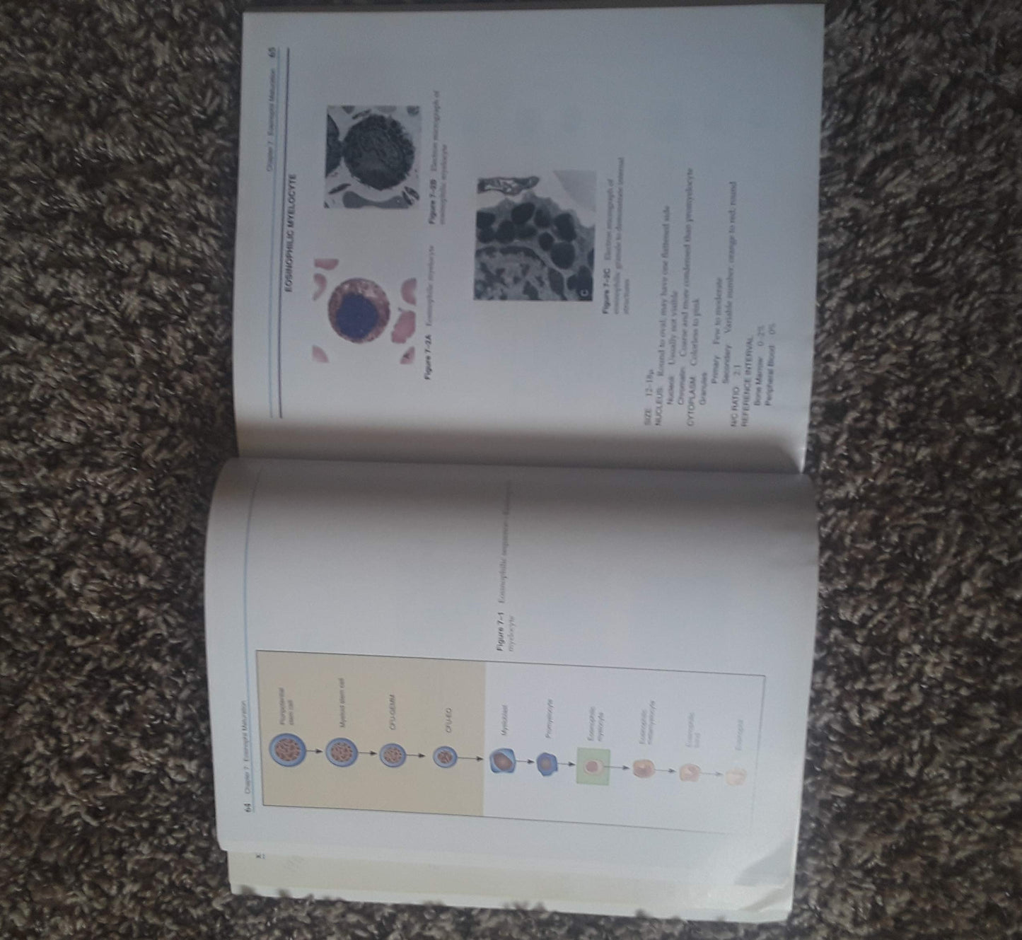 Clinical Hematology Atlas