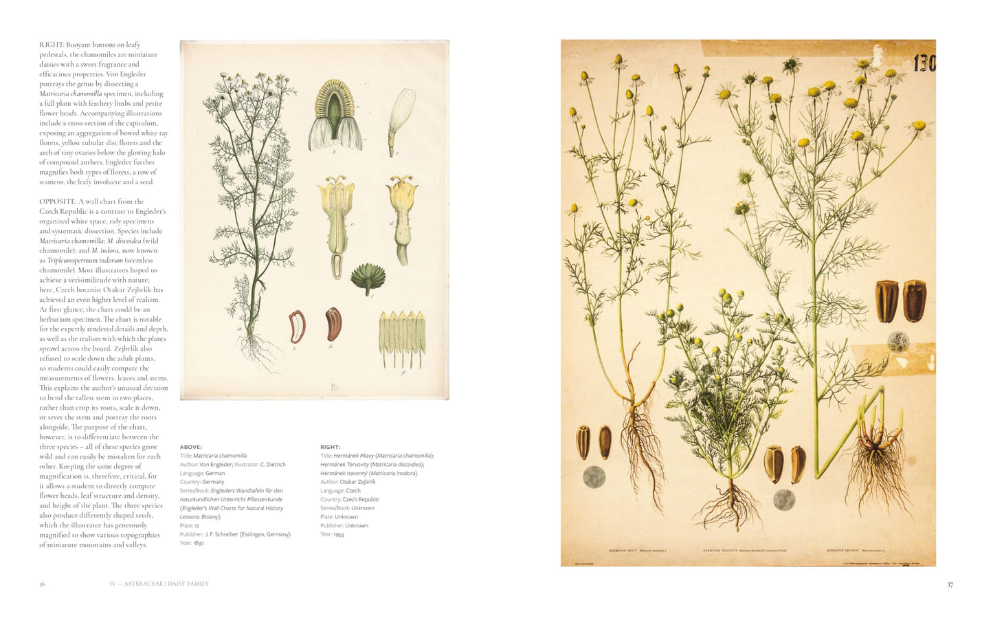 The Art of Botanical Painting: Iconic botanical wall charts from the golden age of scientific discovery