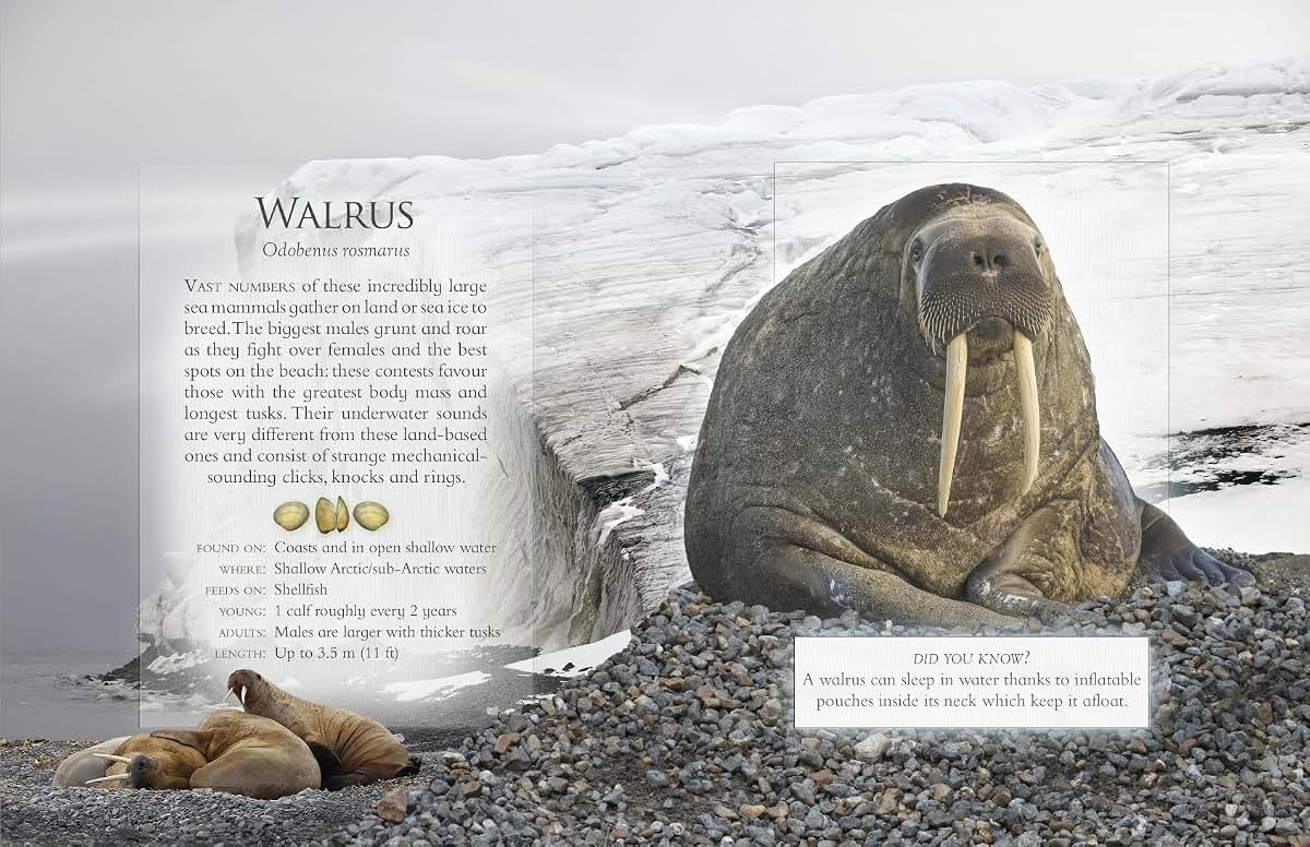 Little Book Of Ocean Animal Sounds by Caz Buckingham