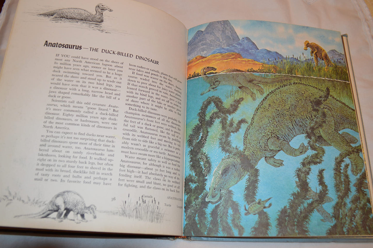 Album of Dinosaurs by Tom McGowen