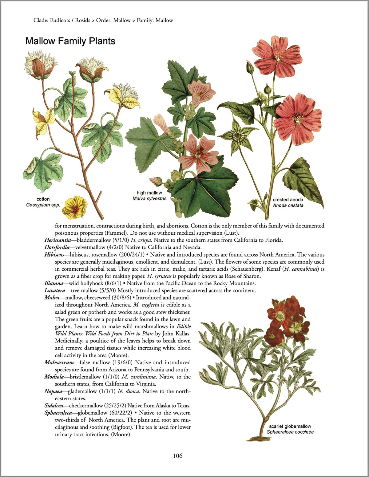 Botany in a Day: The Patterns Method of Plant Identification