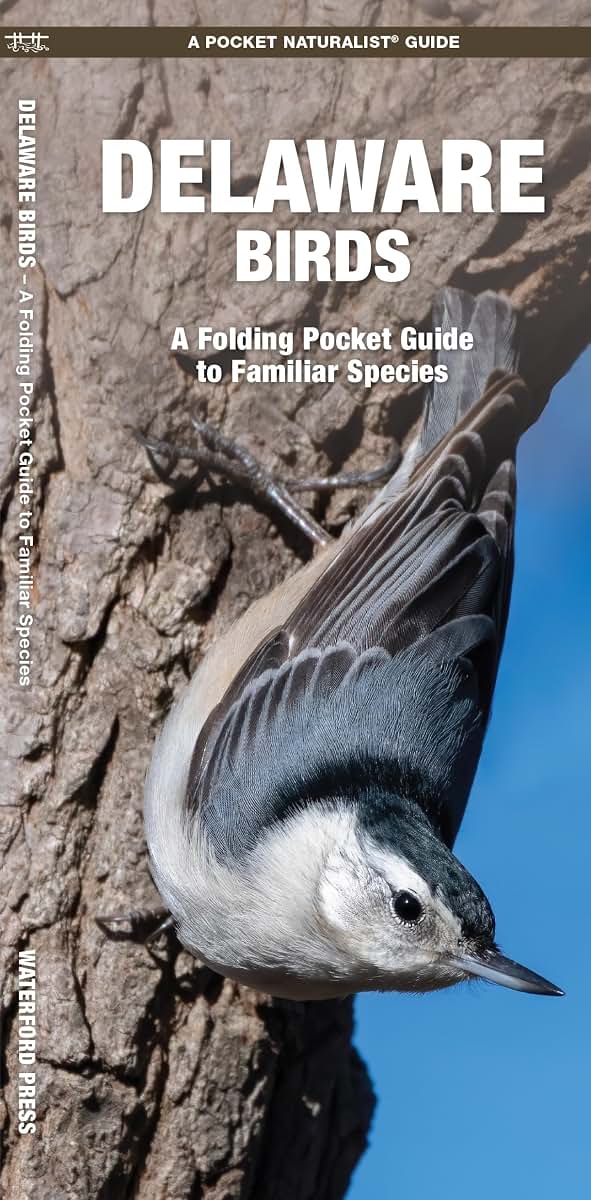 Delaware Birds: A Folding Pocket Guide to Familiar Species (Wildlife and Nature Identification)