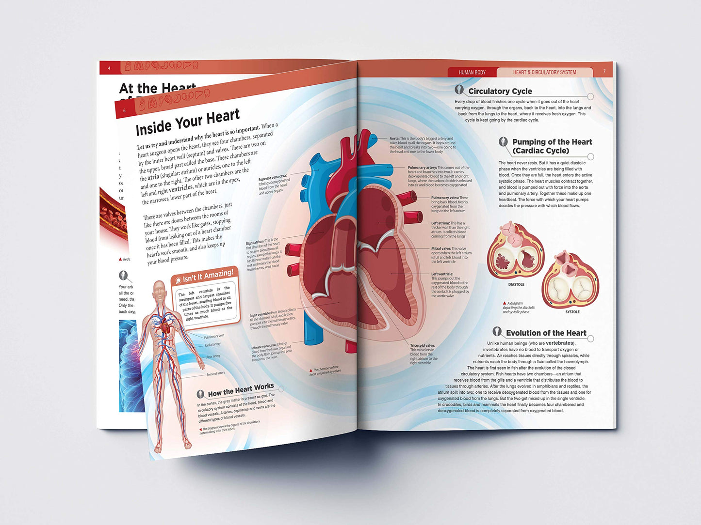Human Body - Heart And Circulatory System: Knowledge Encyclopedia For Children