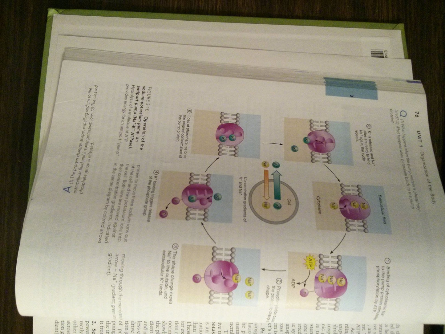 Essentials of Human Anatomy And Physiology