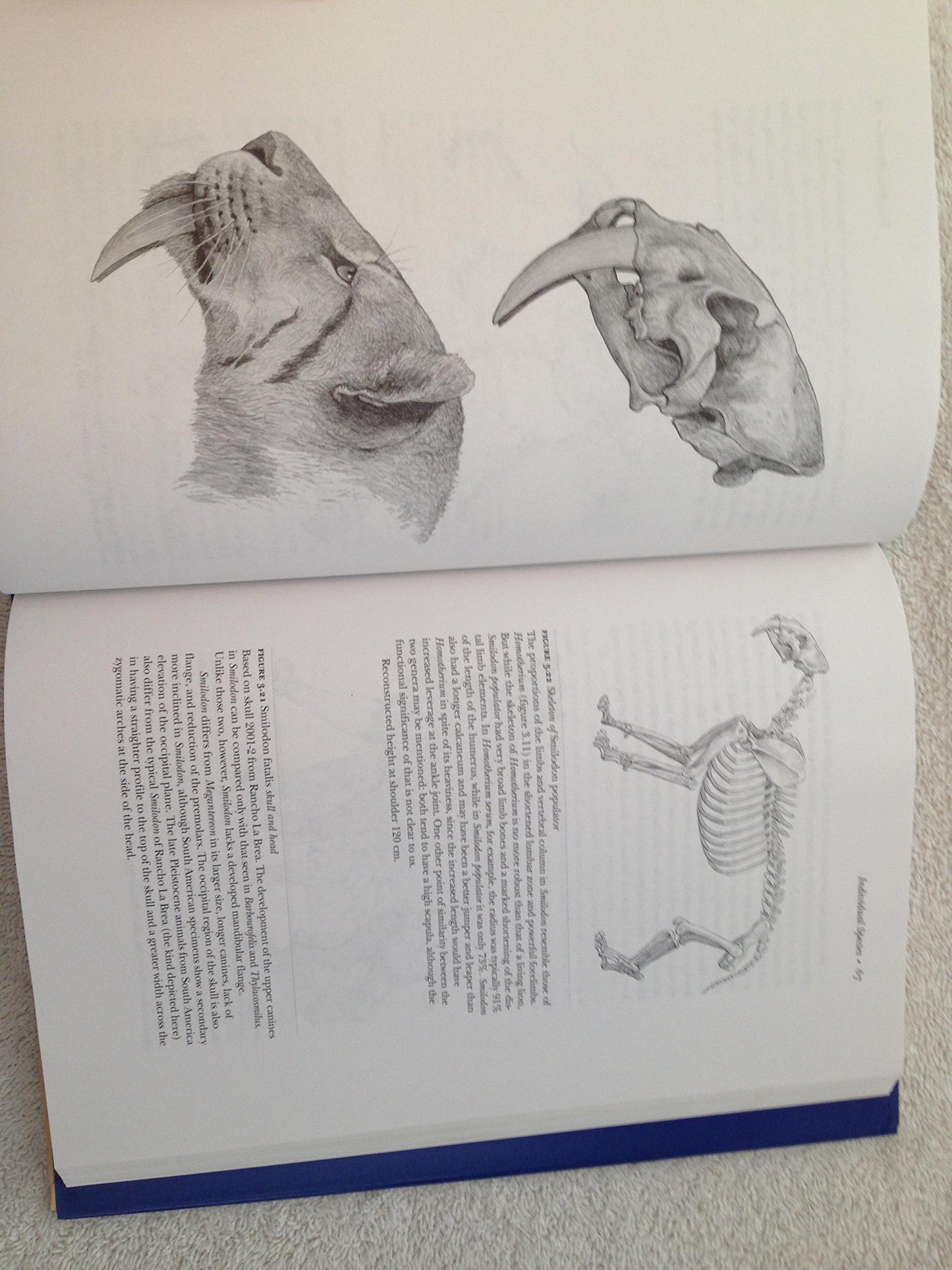 The Big Cats and Their Fossil Relatives by Antón, Mauricio