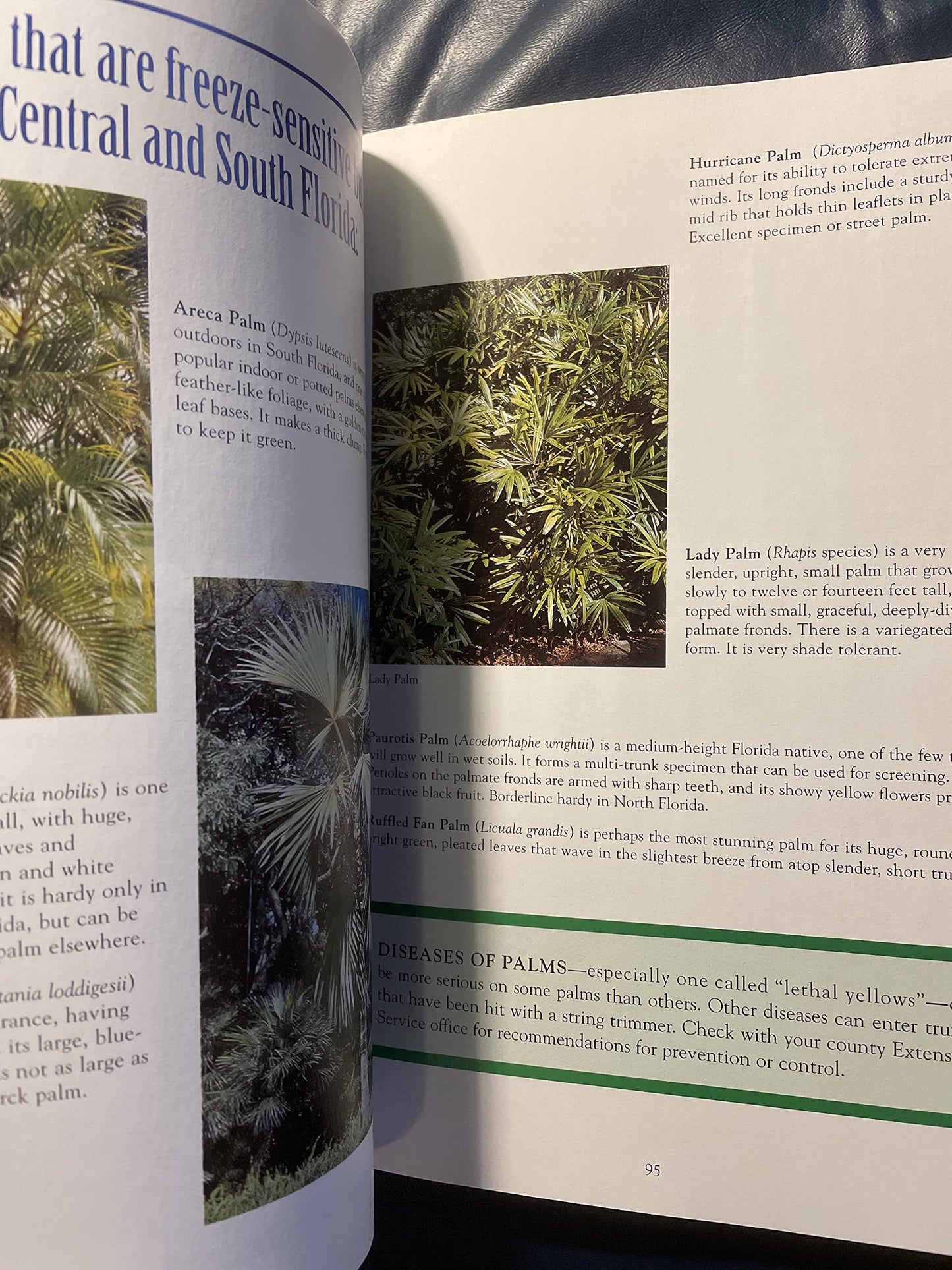 Tough Plants for Florida Gardens