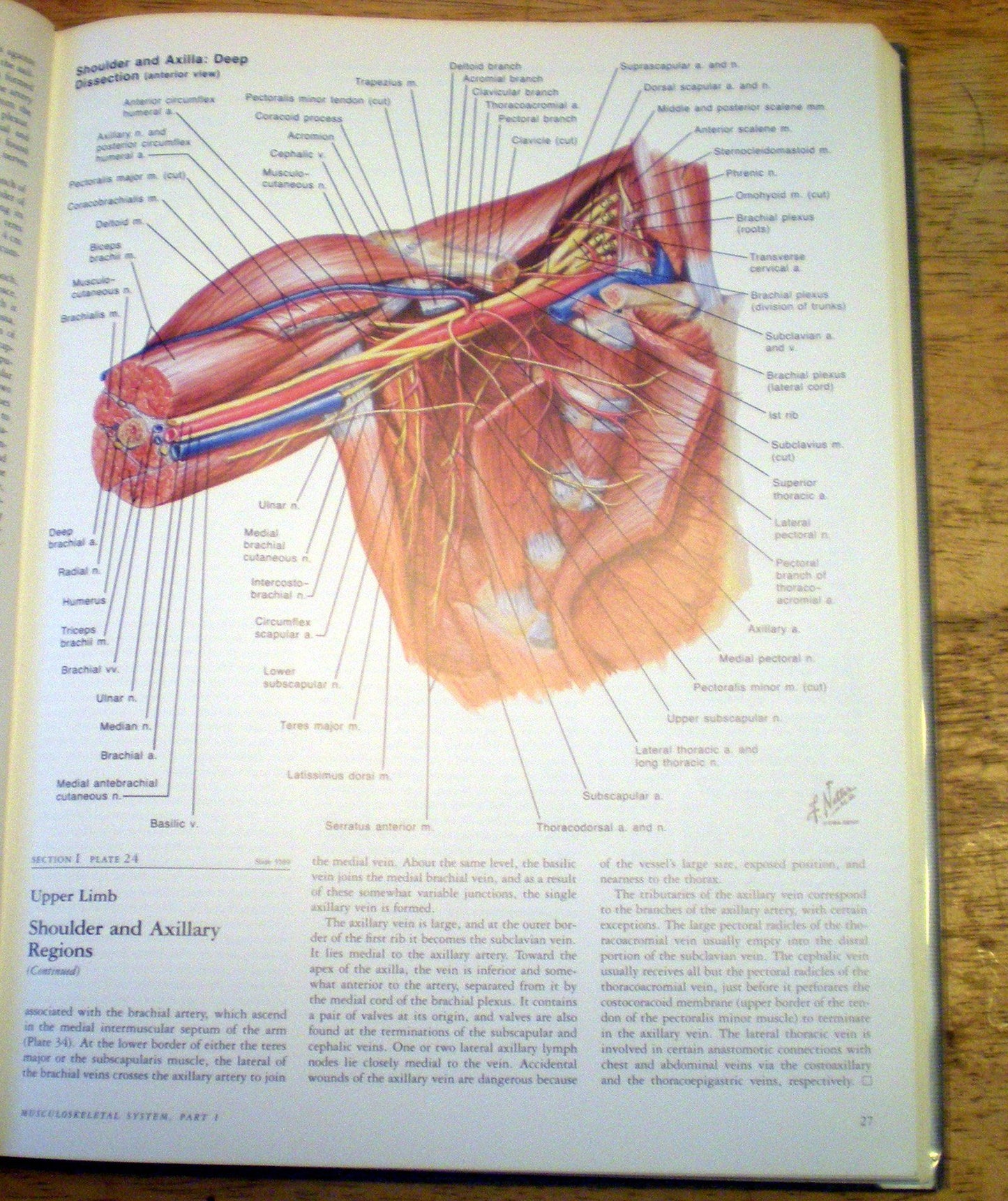 Musculoskeletal System, Part 1: Anatomy, Physiology, and Metabolic Disorders (NETTER COLLECTION OF MEDICAL ILLUSTRATIONS)