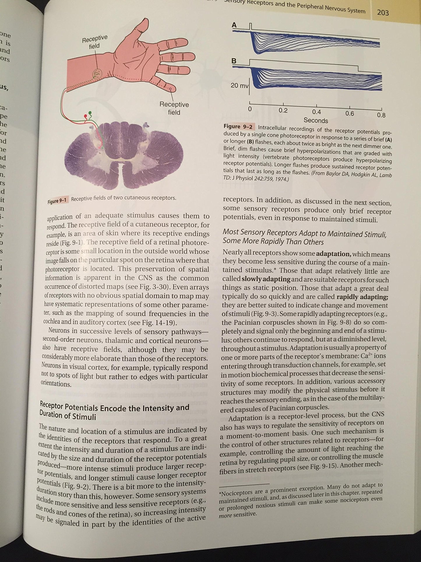 The Human Brain: An Introduction to Its Functional Anatomy