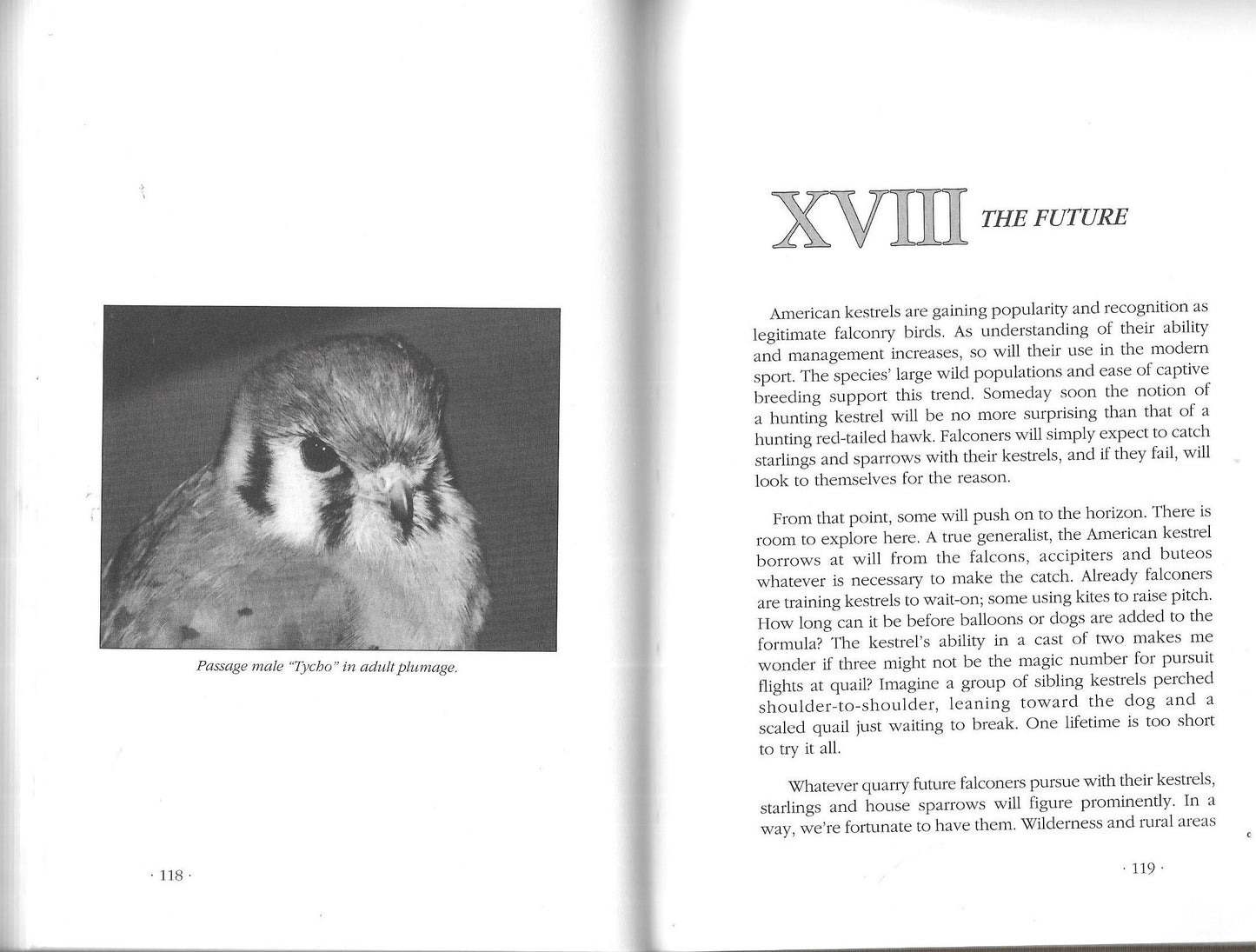 American Kestrels in Modern Falconry