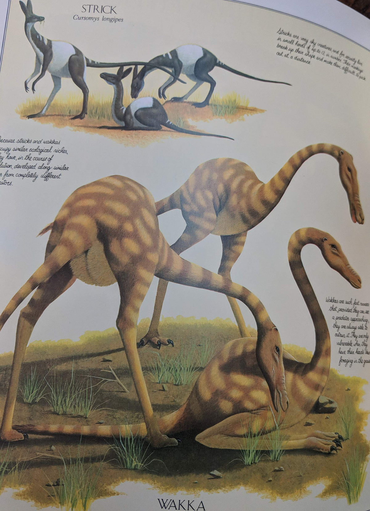 After Man: A Zoology of the Future