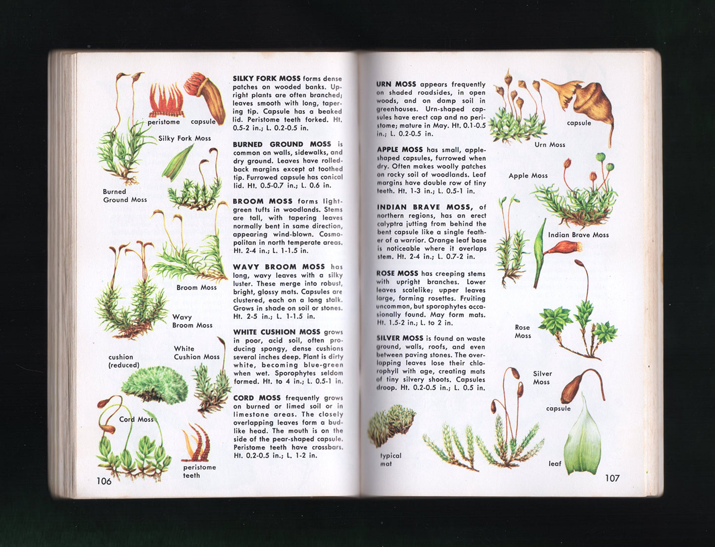 Non-Flowering Plants; Ferns, Mosses, Lichens, Mushrooms and