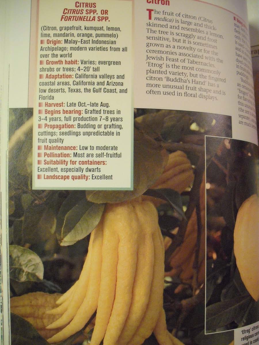 All About Citrus and Subtropical Fruits