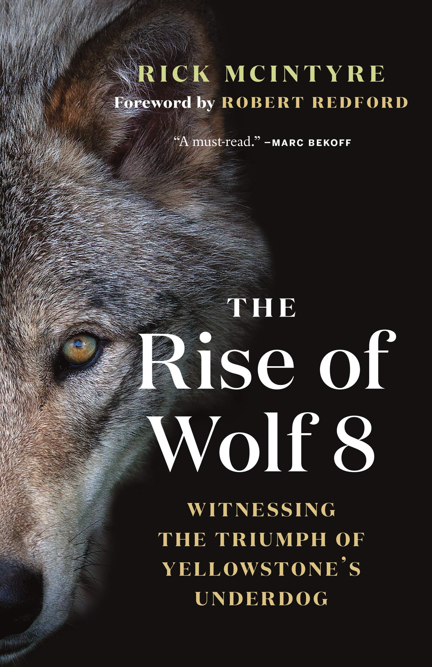 The Rise of Wolf 8: Witnessing the Triumph of Yellowstone's