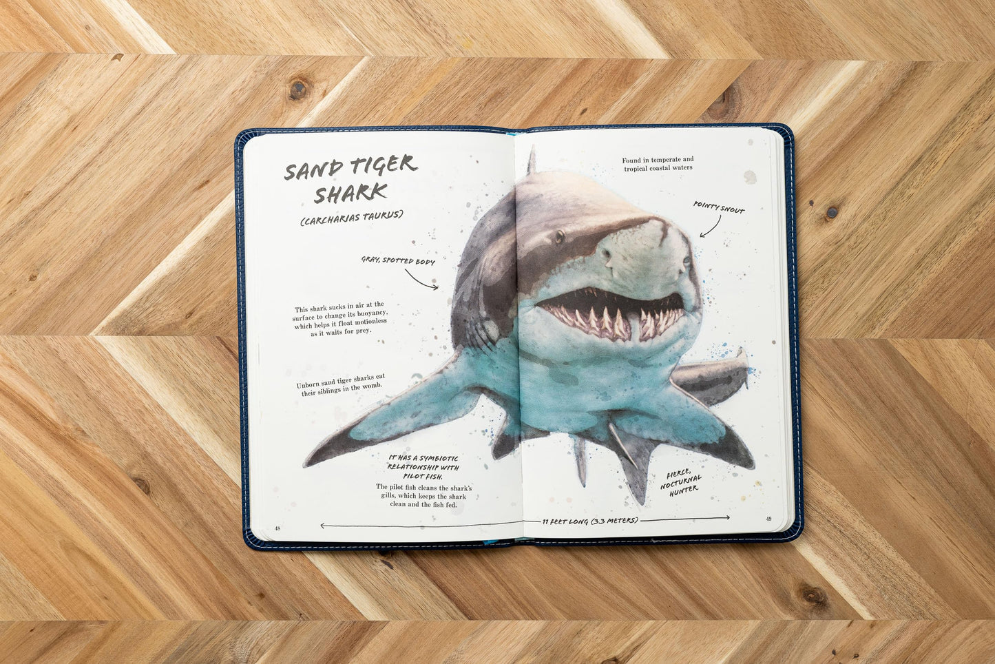 The Ultimate Shark Field Guide: The Ocean Explorer's Handbook (Sharks, Observations, Science, Nature, Field Guide, Marine Biology for Kids)