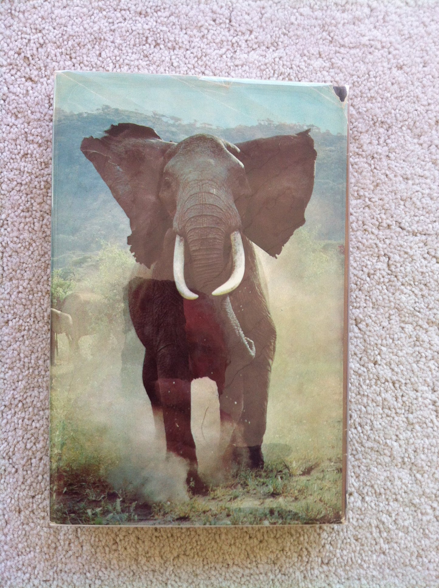 Among the Elephants