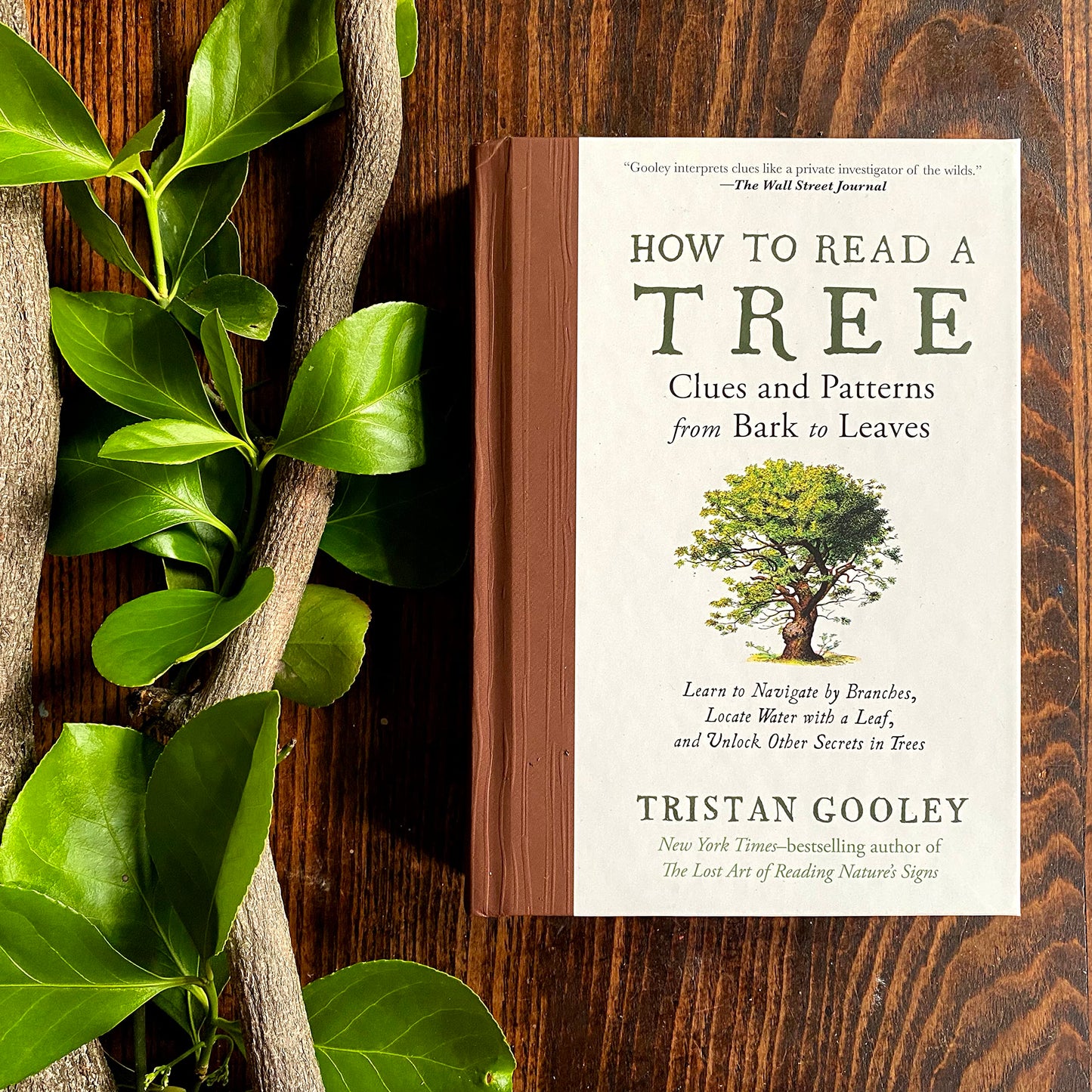 How to Read a Tree: Clues and Patterns from Bark to Leaves (Natural Navigation)