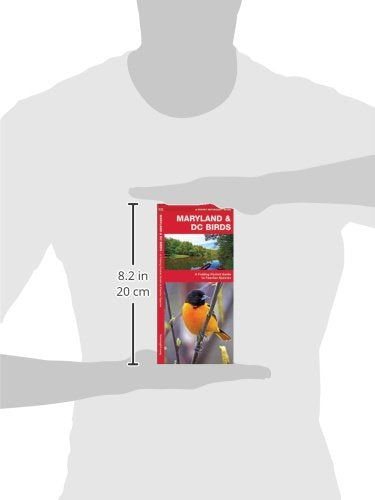 Maryland & DC Birds: A Folding Pocket Guide to Familiar Species (Wildlife and Nature Identification)