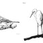 Slow Birding: The Art and Science of Enjoying the Birds in Your Own Backyard