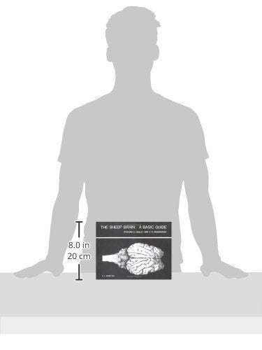 The Sheep Brain: A Basic Guide