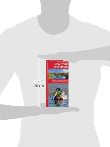New York City Birds: A Folding Pocket Guide to Familiar Species in the Metropolitan Area (Wildlife and Nature Identification)
