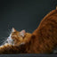 Feline: Photographs
