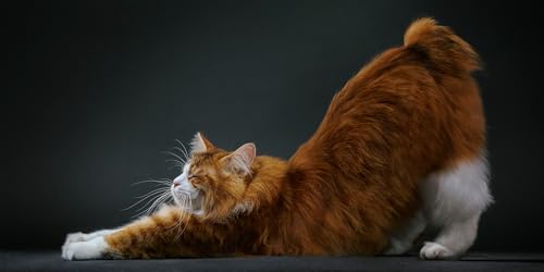 Feline: Photographs