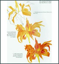 Watercolour Flower Portraits