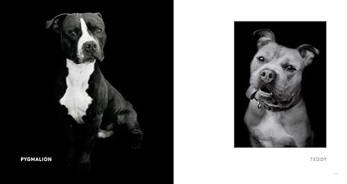 Finding Home: Shelter Dogs and Their Stories