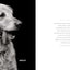 Finding Home: Shelter Dogs and Their Stories