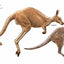 Hello, I'm a Quokka (Meet the Wild Things, Book 3)